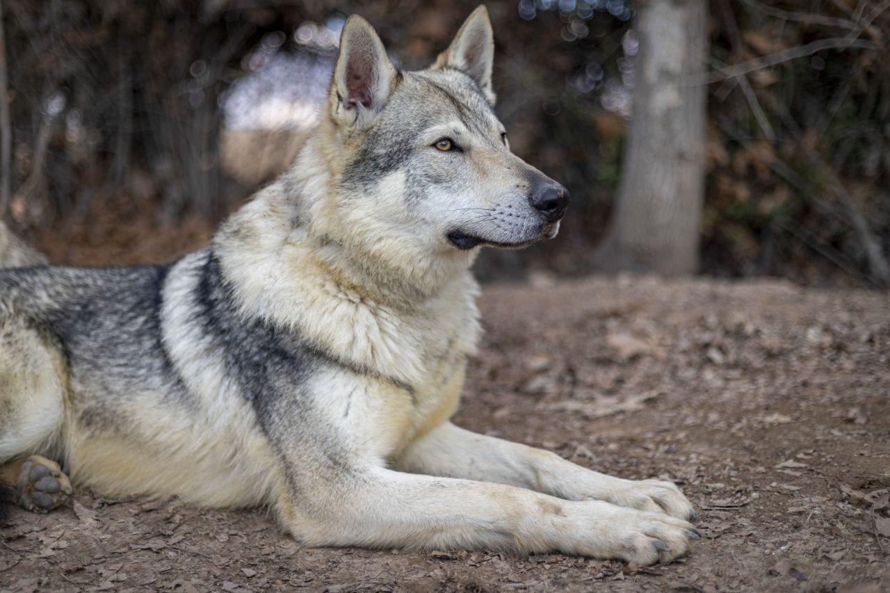 مولد نژاد چکسلواکین ولف داگ ولف(Wolf)